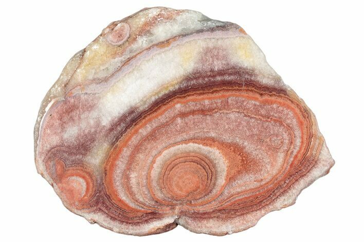 Polished Potato Agate Slice - England #283057